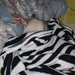 Кошка под одеялом
